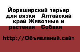 Йоркширский терьер для вязки - Алтайский край Животные и растения » Собаки   